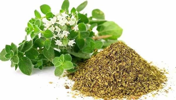 تصویر 2 از خرید و قیمت پونه کوهی ایلام + فروش عمده